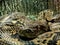 Close up of The longest snake in the world - Asian giant Reticulated Python. Quietly asleep, curled into a ring