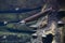 Close-up of longnose gar with bright blue eyes and long nose. Fish in an aquarium underwater.