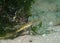 Close up of a Longsnout Pipefish Syngnathus temminckii