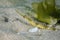 Close up of a Longsnout Pipefish Syngnathus temminckii