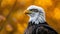 A close-up look at a bald eagle, a formidable hunter