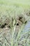 Close Up Look at Blades of Grass in the Marsh