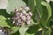 Close Up Look at a Blooming Giant Milkweed Blossom