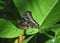 Close Up Look at a Blue Morpho Butterfly on Green Leaves