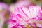 Close-up look of Dahlia pinnata flower