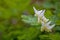 Close-Up Look At Dutchman`s Breeches Blossoms