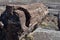 Close Up Look at A Fallen Petrified Log