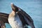 Close Up Look at Fluffed Feathers on a Pelican