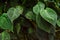 A close up look of the Heartleaf Philodendron
leaves