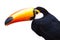 The close up look of isolated toucan