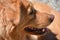 Close Up Look at a Nova Scotia Duck Tolling Retriever