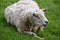 Close Up Look at an Overweight White Sheep