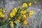 Close Up Look at Scottish Broom Blossoms in Bloom