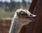 Close Up Look at Side Profile of an Ostriches Head