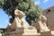 Close up look of the sphinx statues in front of Karnak Temple