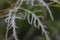 Close Up Look at a Spikey Split Leaf Japanese maple