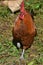 Close Up Look at a Stunning Brown Rooster