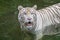 Close-up Look of White Tiger Half Submerged in Water at Singapore Zoo