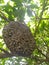 Close up look of wild honey bee colony