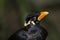 Close up of looking up Common Hill Myna Gracula religiosa intermedia, a intelligent talking Beo bird.