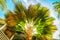 Close-up looking up at the leaves or fronds of a palmate palm tree fanning out against blue  sky with tropical architecture in