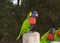 Close up of Lorikeet on a fence post, more birds in background