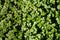 close up a lot of Green small leaves Angel Tear Plant Pollyanna Texture pattern