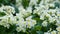 Close-up of lot white spring Common Primrose Primula