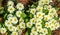 Close-up of lot white spring Common Primrose Primula acaulis or primula vulgaris flowers. Spring concept of waking nature.