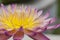 Close up Lotus flower