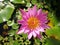 Close-up of lotus flower on the pond at sunrise.