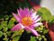 Close-up of lotus flower on the pond at sunrise.