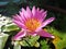 Close-up of lotus flower on the pond at sunrise.