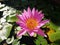 Close-up of lotus flower on the pond at sunrise.