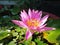 Close-up of lotus flower on the pond at sunrise.