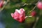 close-up of Lotus-flowered Magnolia(Southern Magnolia,Loblolly Magnolia,Bull Bay,Large-flowered Magnolia) flower