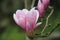 Close-up of Lotus-flowered MagnoliaSouthern Magnolia,Loblolly Magnolia,Bull Bay,Large-flowered Magnolia flowers