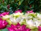 Close-Up, lotus green pod and soft pink & white lotus petals against foliage