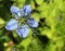 Close up of Love in a mist. Nigella Damascena.