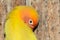 close up of lovebird  head with blurred background.