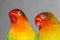 close-up of lovebird on leaf