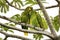 Close-up of lovely couple of Blue-crowned parakeets, Pantanal Wetlands, Mato Grosso,