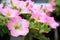 Close up lovely pink petunia flowers in green house plantation w