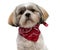 Close up of a lovely Shih Tzu puppy wearing bandana