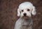 Close up of lovely white bichon looking to side