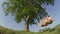 CLOSE UP LOW ANGLE Couple smiling and swinging in summer sunshine in countryside