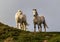 Close up from low angle of pair of wild white ponies