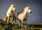 Close up from low angle of pair of wild white ponies