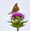 Close up Low Angle Profile Bright Orange Butterfly on Purple Flower