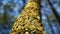 Close-up low angle shot of tree trunk with blurry background